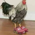 Elcesar